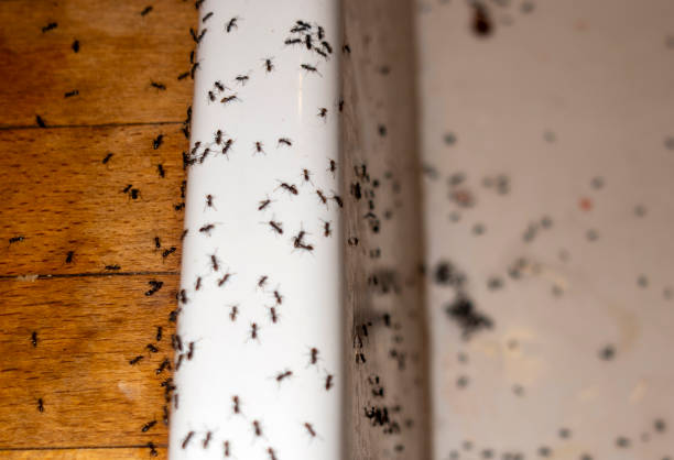 Reliable Glendora, CA Pest Control Solutions